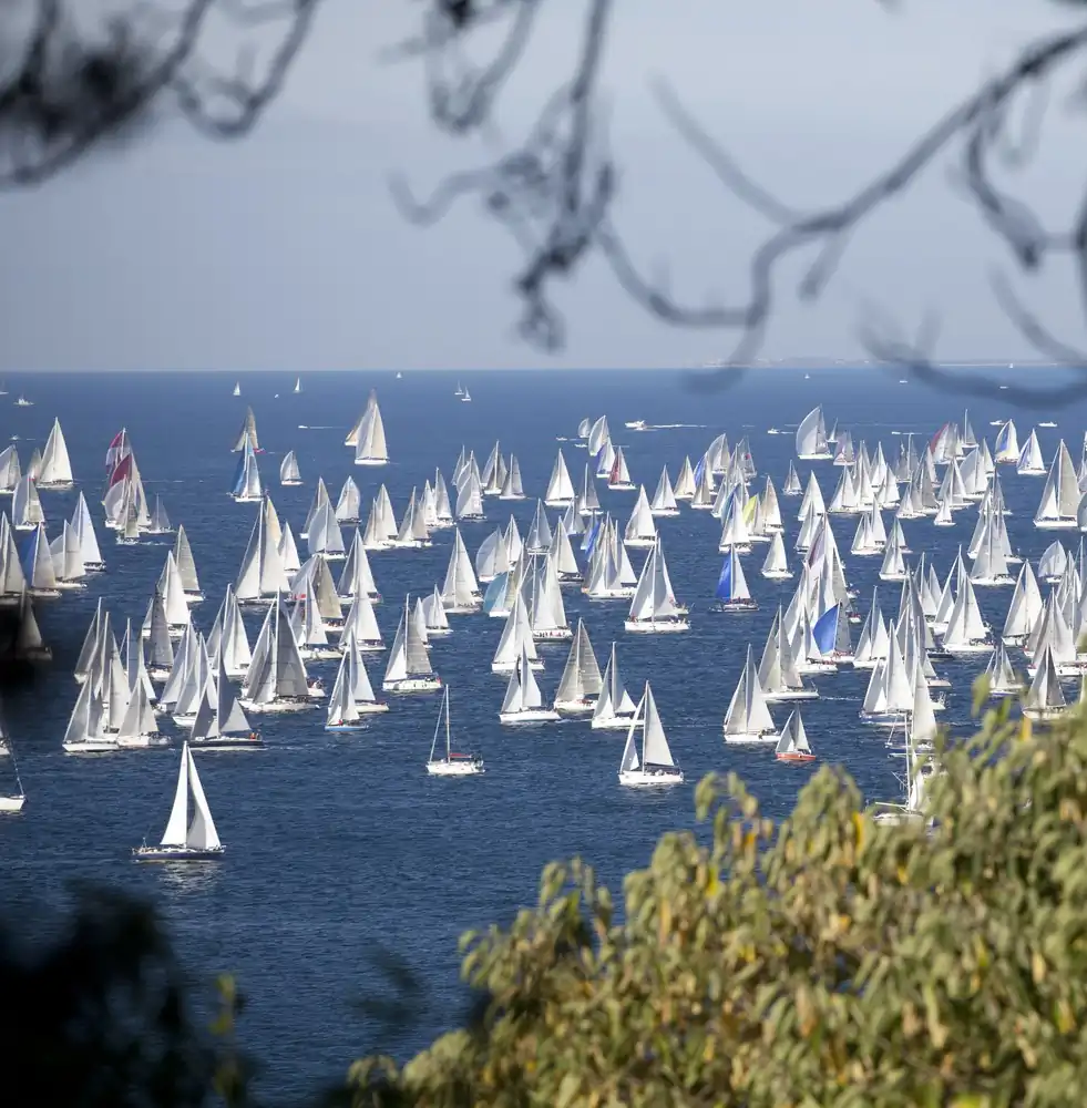 Cientos de veleros compitiendo vistos desde la costa entre las ramas de los árboles